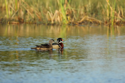 Wood Ducks, male and female