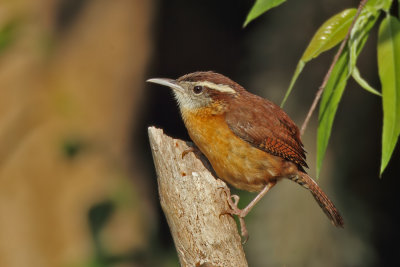 Carolina Wren