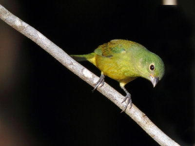 female Painted Bunting