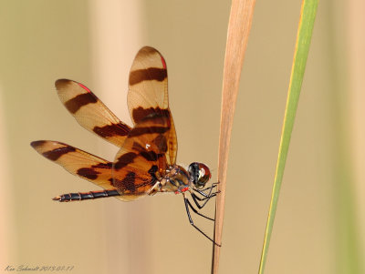 Halloween Pennant