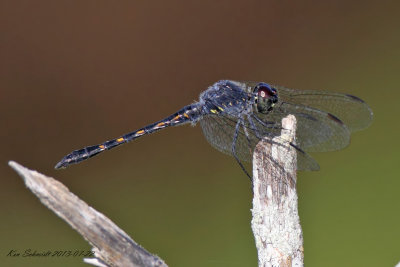 Seaside Dragonlet Dragonfly,female