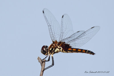 Marl Pennant dragonfly