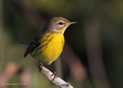 Paririe Warbler, in very early morning light