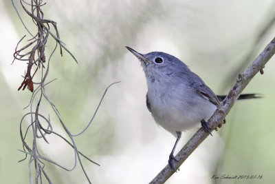 Blue-gray Gnatcatcher