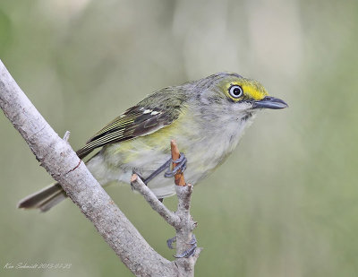 White-eyed Vireo