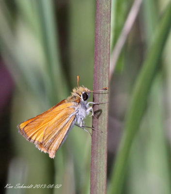 Southern Skipperling Skipper