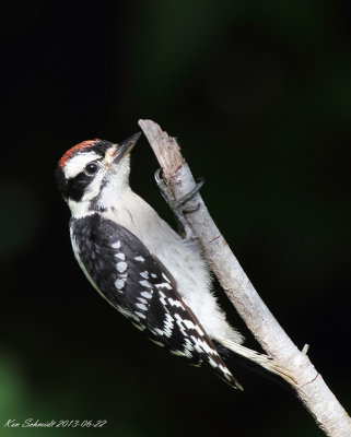 Downy Woodpecker, juvenile