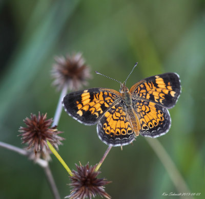 Pearl Crescent Butterfly