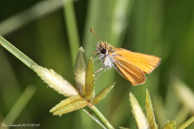 Southern Skipperling Skipper