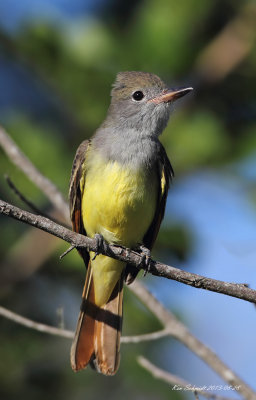 Great Crested Flycatcher