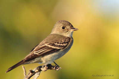 Eastern Wood Pewee