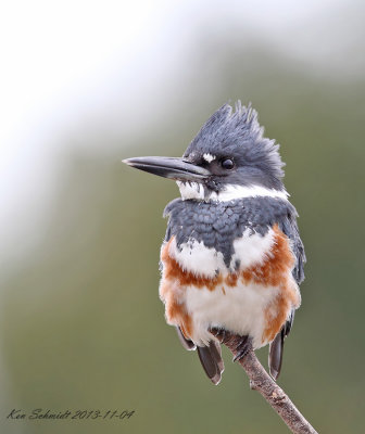 Belted Kingfisher , female