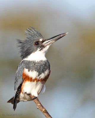 Belted Kingfisher ,female