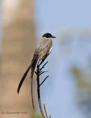 Fork-tailed Flycatcher.jpg
