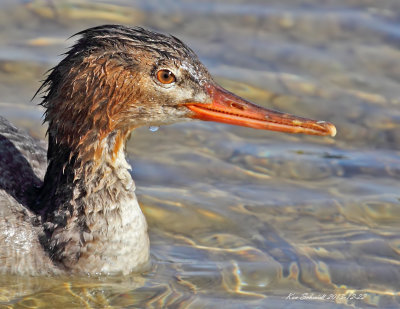 Red-breasted merganser