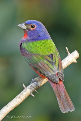 male Painted Bunting