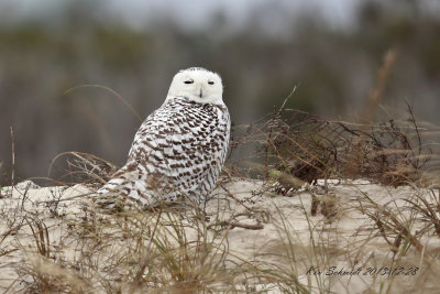 Snowy Owl, YES, in Florida