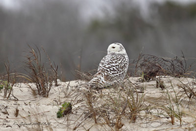 Snowy Owl, YES, in Florida