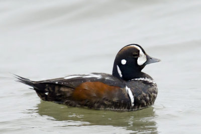 Nice Harlequin Duck,male