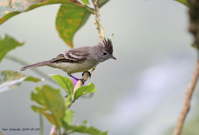 Yellow-bellied Elania