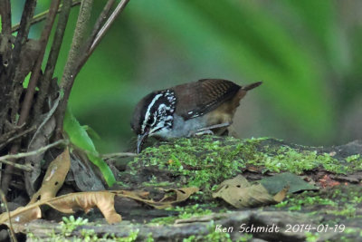 Bay Wren