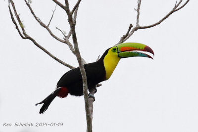 Keel-billed Toucan