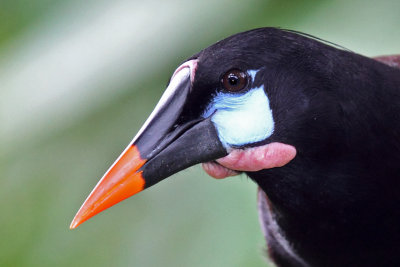 Montezuma Oropendola