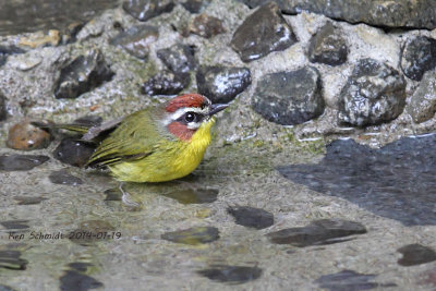 Rufous-capped Warble