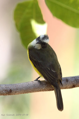 Social Flycatcher