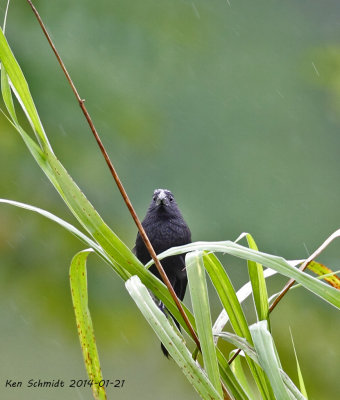 Grooved-billed Ani