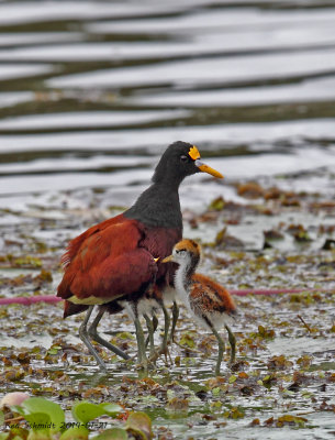 Northern Jacana with chicks,note the wing spur