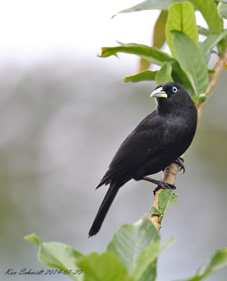 Yellow-billed Cacique