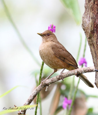 Clay-colored Robin