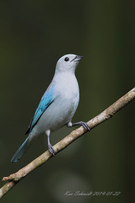 Blue-gray Tanager