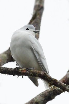 Snowy Cotinga