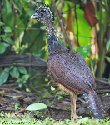 Great Curassow, female