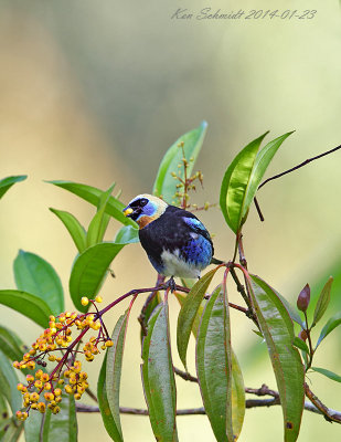 Golden-hooded Tanager