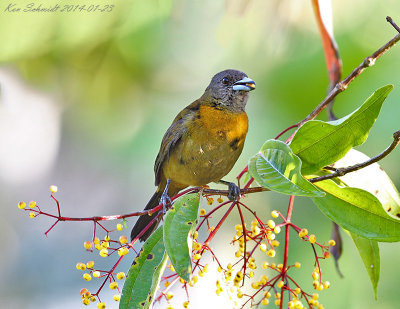 Passerinis Tanager female