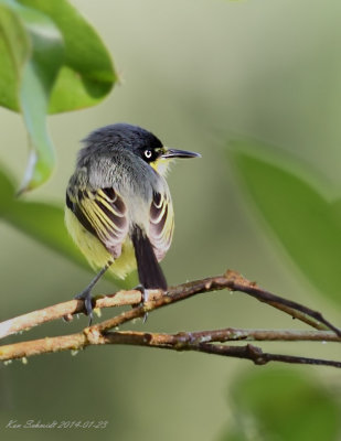 Common Tody-Flycatcher