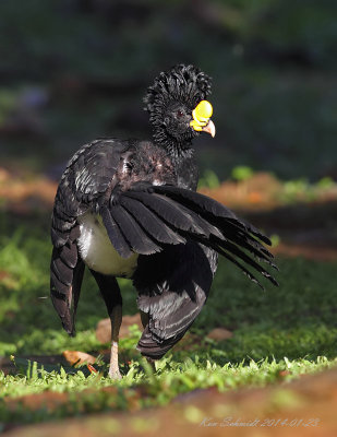 Great Curassow,male