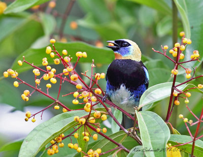 Golden hooded Tanager