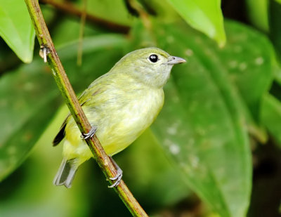 White-ruffed Mankin,female