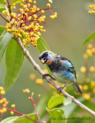 Golden-hooded Tanager