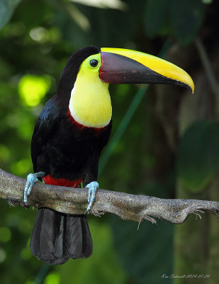 Chestnut-mandibled Toucan