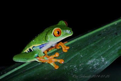 Costa Rica frog with red legs