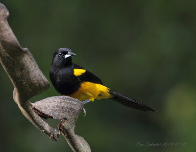 Black-cowled Oriole