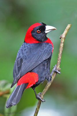 Crimson-collared Tanager