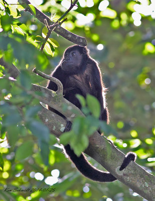 Howler Monkey, and it did at night.