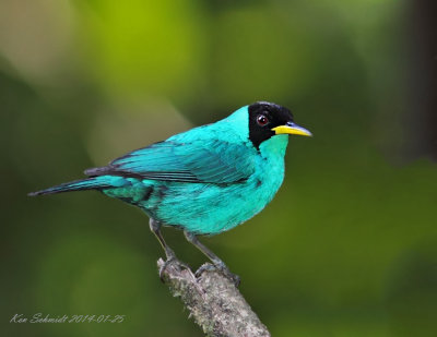 Green Honeycreeper