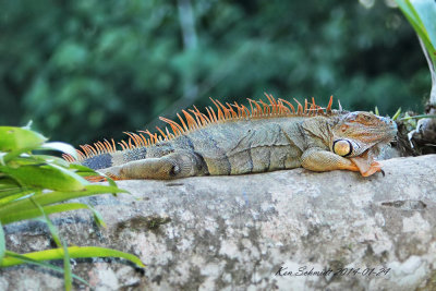 Costa Rica Reptile